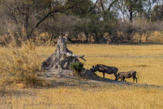 6.9.2019 - Moremi, Black Pools - Warthogs (Warzenschweine)