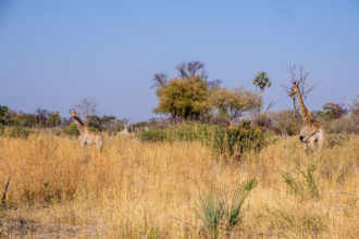 6.9.2019 - Moremi, Black Pools