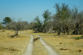 7.9.2019 - Moremi 3rd Bridge Road - Vervet Monkeys