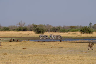 7.9.2019 - Moremi, Bodomatau Lagoon - Zebras und Baboons