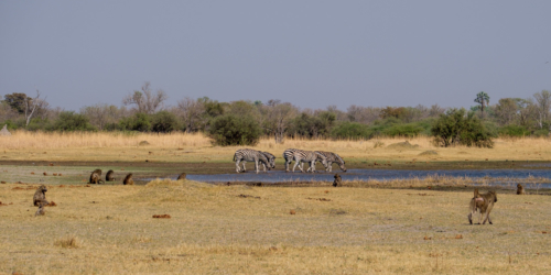 7.9.2019 - Moremi, Bodomatau Lagoon - Zebras und Baboons