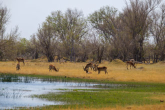 7.9.2019 - Moremi, Bodomatau Lagoon - Red Lechwe