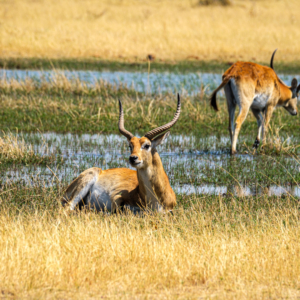Afrika 2019 – Tierwelt, Antilopen Afrika 2019 – Tierwelt, Antilopen