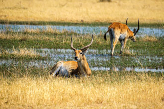 7.9.2019 - Moremi, Bodomatau Lagoon - Red Lechwe