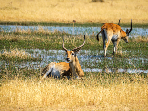 7.9.2019 - Moremi, Bodomatau Lagoon - Red Lechwe