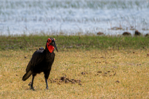 7.9.2019 - Moremi, Bodomatau Lagoon - Ground Hornbill