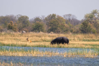 7.9.2019 - Moremi, Bodomatau Lagoon - Hippo und Red Lechwe