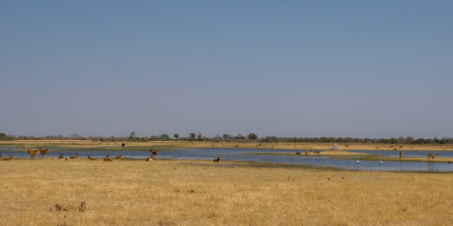 7.9.2019 - Moremi, Bodomatau Lagoon