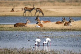 7.9.2019 - Moremi, Bodomatau Lagoon - African Spoonbill