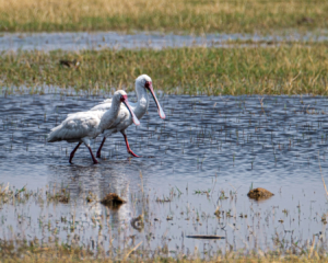 7.9.2019 - Moremi, Bodomatau Lagoon - African Spoonbill