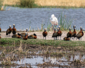 7.9.2019 - Moremi, Makerekwa - White-faced Duck, African Spoonbill