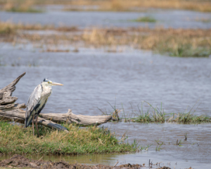 7.9.2019 - Moremi, Makerekwa - Grey Heron