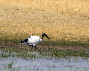 7.9.2019 - Moremi, Makerekwa - Sacred Ibis