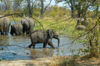 7.9.2019 - Moremi, Picknick Makerekwa - mit Elefantenbesuch