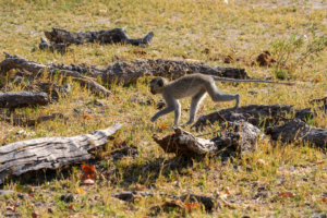 7.9.2019 - Moremi, Paradise Pools - Vervet Monkeys