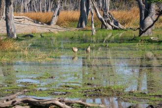 7.9.2019 - Moremi, Paradise Pools - Egyptian Goose (Nilgans)