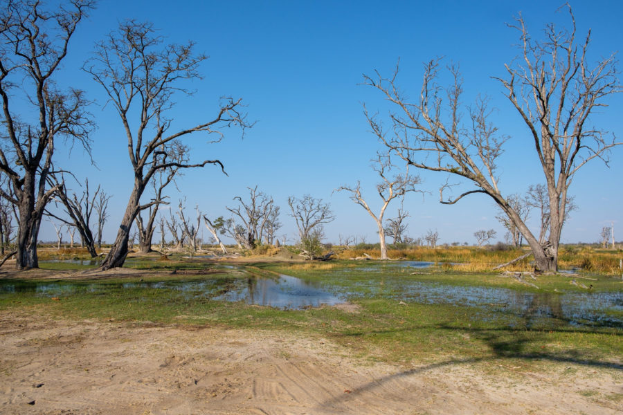 7.9.2019 - Moremi, Paradise Pools