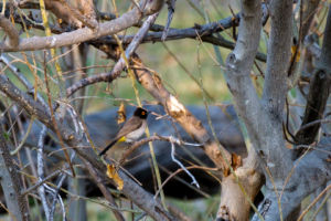 7.9.2019 - Moremi Xakanaxa, Spaziergang zur Bootramp - African Red-eyed Bulbul