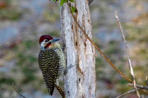 7.9.2019 - Moremi Xakanaxa, Spaziergang zur Bootramp - Bennett&#039;s Woodpecker