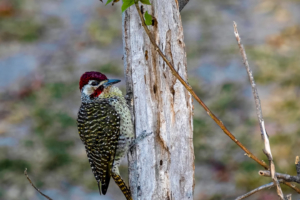 7.9.2019 - Moremi Xakanaxa, Spaziergang zur Bootramp - Bennett's Woodpecker