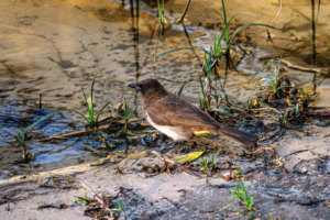 7.9.2019 - Moremi Xakanaxa, Spaziergang zur Bootramp - Dark-capped Bulbul