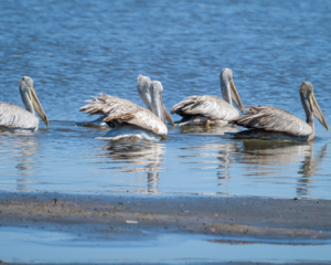 8.9.2019 - Moremi Hippo Pool - Pink-backed Pelican