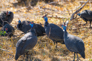 8.9.2019 - Moremi Hippo Pool - Helmeted Guineafowl