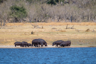 8.9.2019 - Moremi Hippo Pool