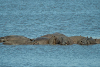 8.9.2019 - Moremi Hippo Pool