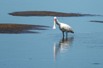 8.9.2019 - Moremi Hippo Pool - African Spoonbill