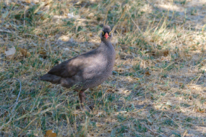 8.9.2019 - Moremi Hippo Pool - Red-billed Spurfowl