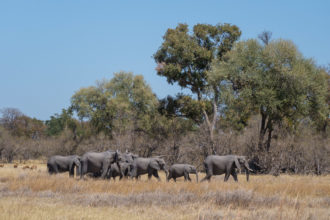 8.9.2019 - Moremi Sexugu Plain