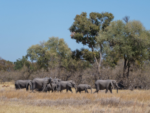 8.9.2019 - Moremi Sexugu Plain