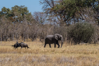 8.9.2019 - Moremi Sexugu Plain - Gnus und Elefant