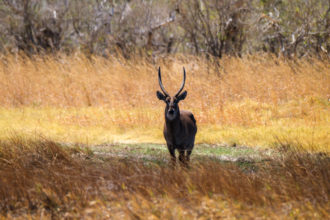 8.9.2019 - Moremi Sexugu Plain - Waterbuck