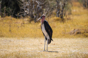 8.9.2019 - Moremi Sexugu Plain - Marabu