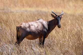 8.9.2019 - Moremi Sexugu Plain - Tsessebe