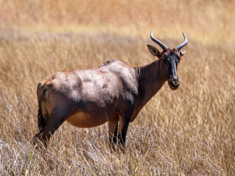 8.9.2019 - Moremi Sexugu Plain - Tsessebe