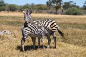 8.9.2019 - Moremi Sexugu Plain