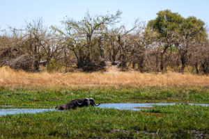 8.9.2019 - Moremi Sexugu Plain - Büffel