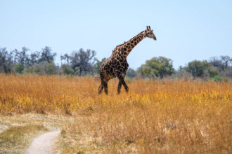 8.9.2019 - Moremi Sexugu Plain