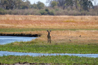 8.9.2019 - Khwai Plain - Red Lechwe