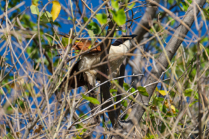 8.9.2019 - Khwai Camping Site, #1 - Senegal Coucal