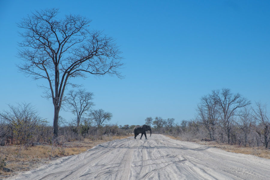 9.9.2019 - North Gate -> Mababe Gate - Road Block