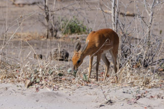 9.9.2019 - North Gate -> Mababe Gate - Steenbok