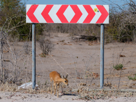 9.9.2019 - North Gate -> Mababe Gate - Steenbok