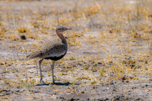 9.9.2019 - Chobe Marsh Road - Red-crested Korhaan