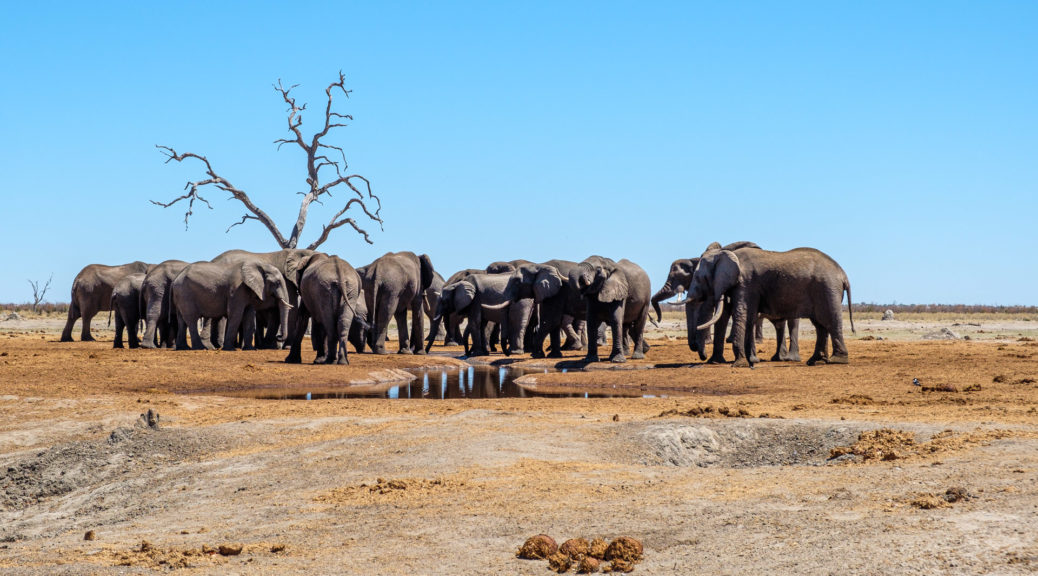 9.9.2019 - Chobe Marsh Road