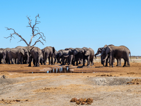 9.9.2019 - Chobe Marsh Road