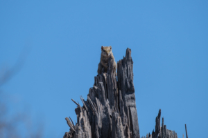 9.9.2019 - Chobe Marsh Road - Tree Squirrel